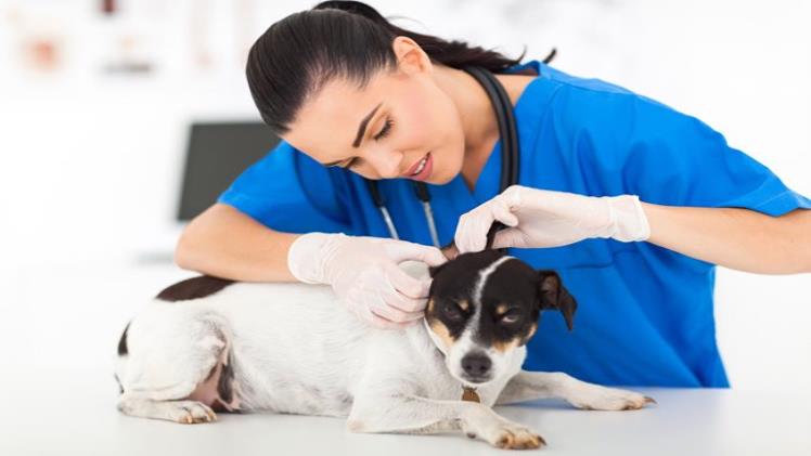 5 Office Management Tips For Vets