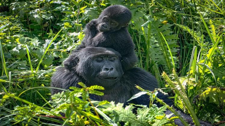 Exploring the Wonders of Gorilla Trekking: a Remarkable Wildlife Adventure