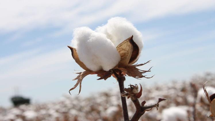Mcx Cotton: Everything There Is To Know About