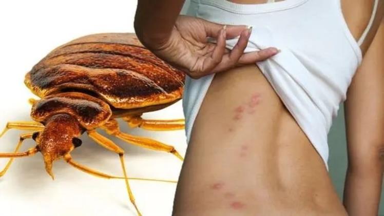 How Can You Get Rid Of Bed Bugs?