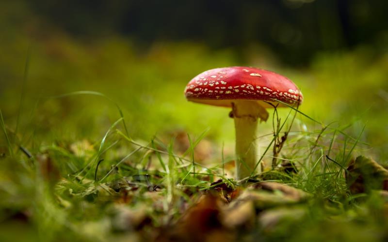 Improvement of the condition with the help of microdosing of fly agaric