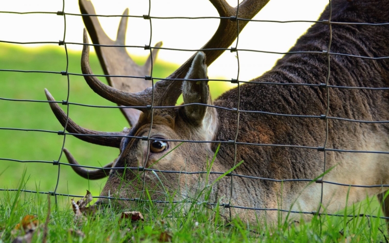 Budget-Friendly DIY Deer Fencing Solutions for Every Yard