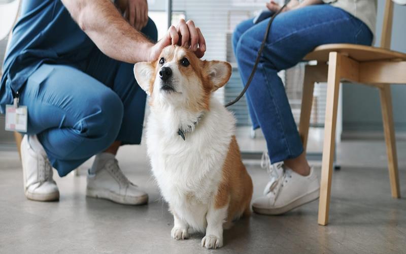 How Can You Boost Your Vet Practice Profitability? 5 Tips Profitability